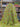 Mambo Sprite B, 100% Linen
