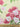 Allegra Rose, 100% Silk, Jacquard, Cream