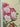 Allegra Rose, 100% Silk, Jacquard, Cream