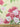 Allegra Rose, 100% Silk, Jacquard, Cream