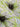 Autumn Blaze 100% Silk, Satin