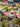 A bolt of printed pure cotton fabric with a colourful tropical pattern in black, pink, yellow, and green, displayed within a shop setting.