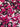 Fuschia Cheetah, 100% Cotton, Sateen