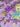 Garden Party A, 100% Cotton, Lawn