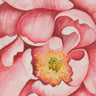 A close-up of a pink peony fabric print by Liberty Fabrics, featuring detailed watercolor-style petals and a yellow-orange center.