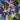 Midnight Garden, Silk-blend Velvet Devoré, Blue