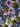Midnight Garden, Silk-blend Velvet Devoré, Blue