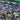 Midnight Garden, Silk-blend Velvet Devoré, Blue