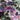 Midnight Garden, Silk-blend Velvet Devoré, Pink