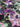 Midnight Garden, Silk-blend Velvet Devoré, Pink