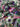 Midnight Garden, Silk-blend Velvet Devoré, Pink