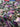 Midnight Garden, Silk-blend Velvet Devoré, Pink