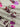 Bloom Story 100% Cotton, Lawn