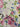 Pastel Poesy 100% Cotton, Lawn