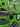 Verde Vibe, 100% Cotton, Sateen