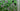 Verde Vibe, 100% Cotton, Sateen